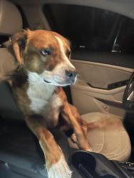 Found/Stray Male Dog last seen Hwjy144 and Belfast Keller rd, Richmond Hill, GA 31324