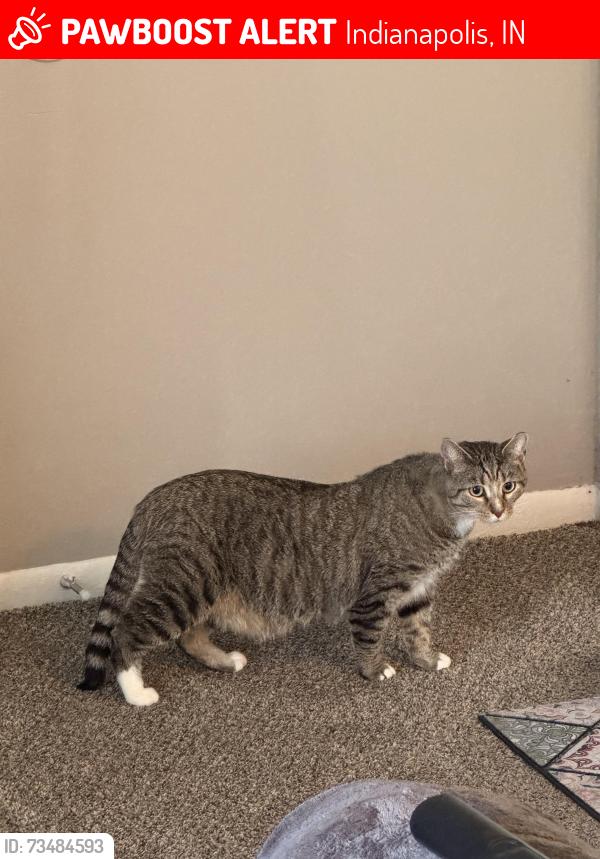 Lost Male Cat last seen Rockville rd & lynhurst dr by Sam’s Club, Indianapolis, IN 46241