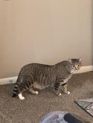 Lost Male Cat last seen Rockville rd & lynhurst dr by Sam’s Club, Indianapolis, IN 46241