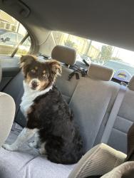 Reunited Male Dog last seen Near Walnut Ave, Lynwood, CA 90262, USA, Lynwood, CA 90262
