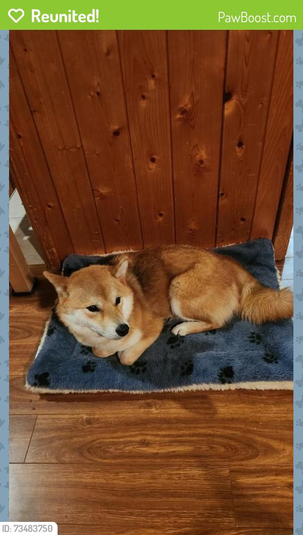 Reunited Female Dog last seen Brookmede Park, Mississauga, ON L5L 1C5