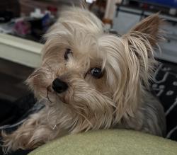 Lost Male Dog last seen Near Pettyjohn Drive and Austin-Traphill Rd, Elkin, NC 28621