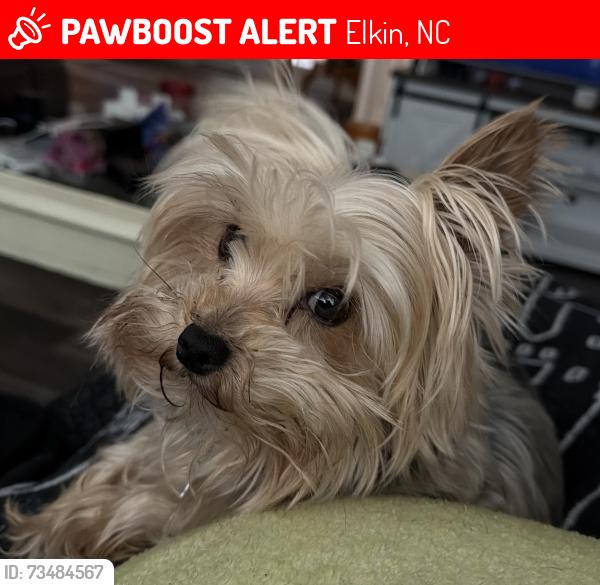 Lost Male Dog last seen Near Pettyjohn Drive and Austin-Traphill Rd, Elkin, NC 28621