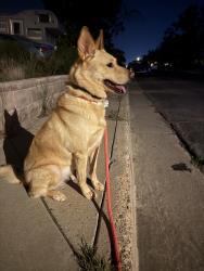 Reunited Female Dog last seen Near Princeton Dr SE, Albuquerque, NM 87106, USA, Albuquerque, NM 87106