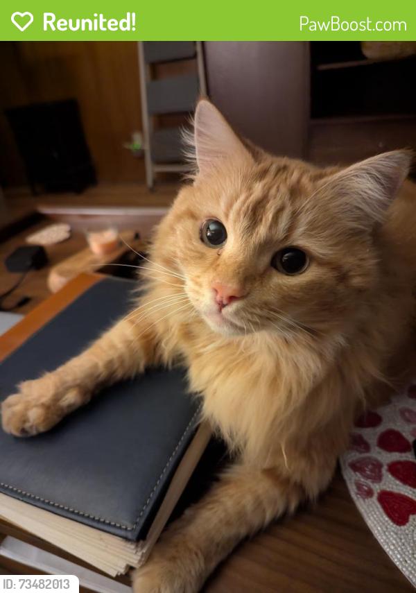 Reunited Male Cat last seen 5th and San Antonio, Ontario, CA 91762