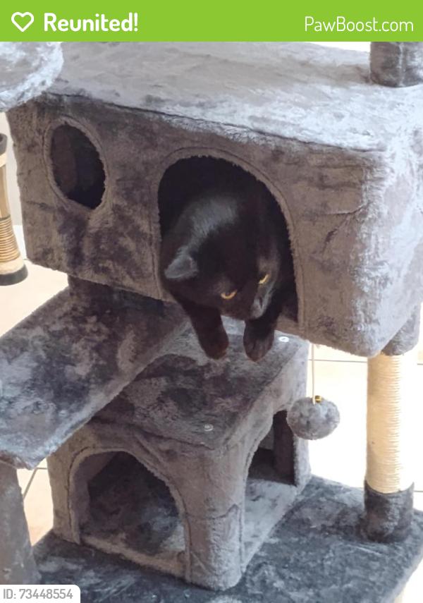 Reunited Male Cat last seen Audobon Park on Doyle Road, Deltona, FL 32725