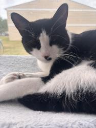 Lost Male Cat last seen Westminster Place apmts, Liverpool, NY 13090