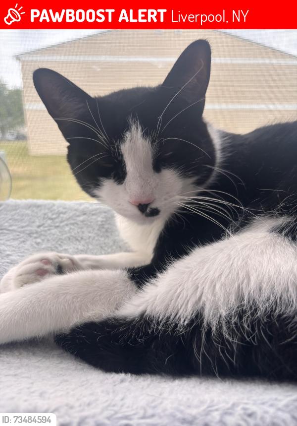 Lost Male Cat last seen Westminster Place apmts, Liverpool, NY 13090