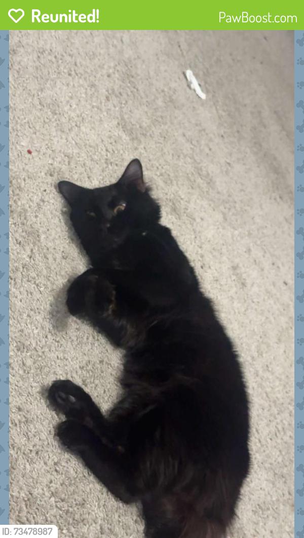 Reunited Male Cat last seen Near Deer Pine Trail, Land O' Lakes, FL 34638, USA, Land O' Lakes, FL 34638