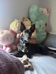 Lost Male Dog last seen Calle montecito by the clinic (libby lake park), Oceanside, CA 92057