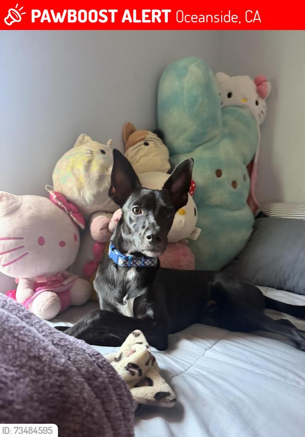 Lost Male Dog last seen Calle montecito by the clinic (libby lake park), Oceanside, CA 92057