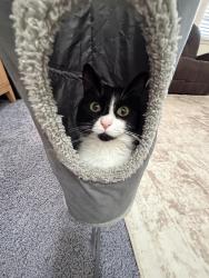 Lost Female Cat last seen Alley of our hse, Amarillo, TX 79109