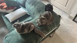 Found/Stray Female Cat last seen Gunter street & Gonzales st, Austin, TX 78702