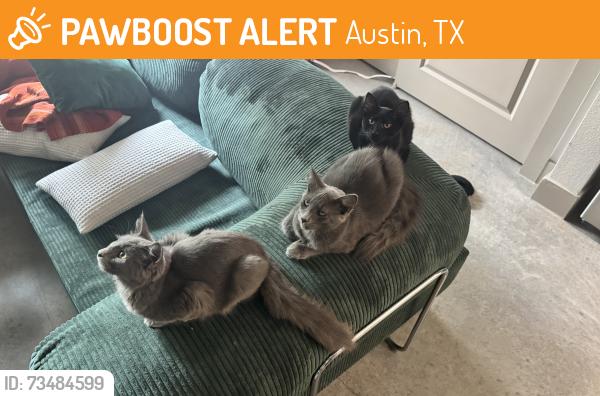 Found/Stray Female Cat last seen Gunter street & Gonzales st, Austin, TX 78702