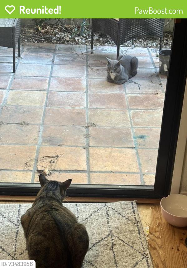 Reunited Male Cat last seen Scripps lake drive, San Diego, CA 92131