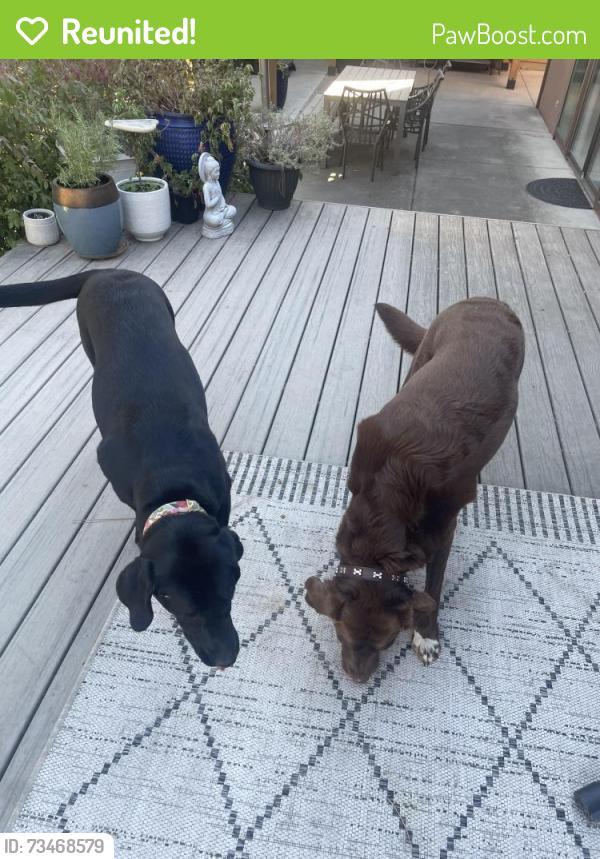 Reunited Unknown Dog last seen Cedar/gibbs, Spokane County, WA 99224