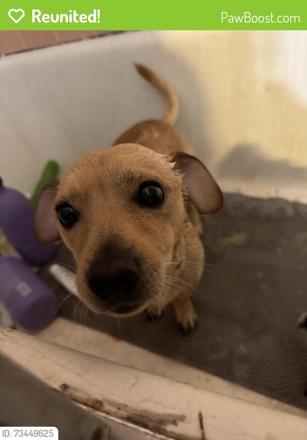 Reunited Male Dog last seen South La Brea and Manchester, Inglewood, CA 90301