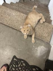 Found/Stray Unknown Cat last seen Lankershim Blvd, Los Angeles, CA 91607