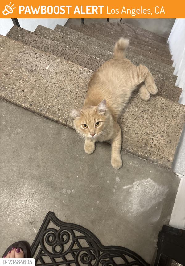 Found/Stray Unknown Cat last seen Lankershim Blvd, Los Angeles, CA 91607