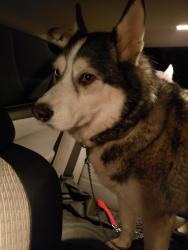 Reunited Unknown Dog last seen Modesto, Modesto, CA 95354