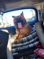 Found/Stray Female Dog last seen Cherry and anaheim, Long Beach, CA 90804