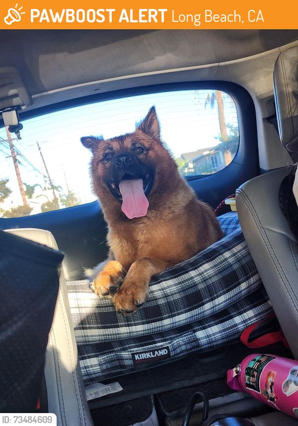 Found/Stray Female Dog last seen Cherry and anaheim, Long Beach, CA 90804