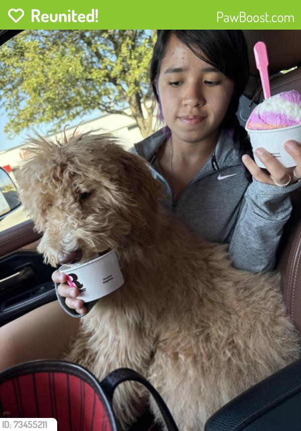 Reunited Female Dog last seen Harless, Odessa, TX 79763