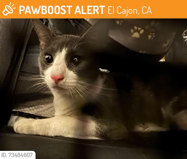 Found/Stray Unknown Cat last seen Near the intersection on main and jamacha, El Cajon, CA 92019