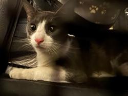 Found/Stray Unknown Cat last seen Near the intersection on main and jamacha, El Cajon, CA 92019