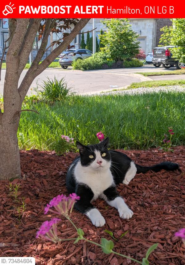 Lost Male Cat last seen King and Greenhill ave, Hamilton, ON L8G 0B4