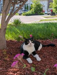 Lost Male Cat last seen King and Greenhill ave, Hamilton, ON L8G 0B4