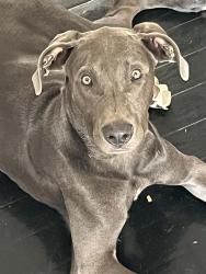Lost Male Dog last seen Powder horn & dayspring , powder horn & Bachman rd, Gaston, SC 29053