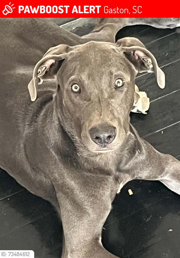 Lost Male Dog last seen Powder horn & dayspring , powder horn & Bachman rd, Gaston, SC 29053