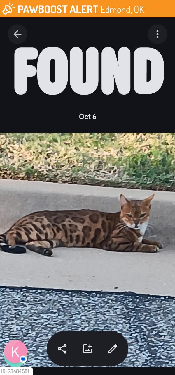 Found/Stray Unknown Cat last seen Oakridge Drive, Tambos Trail, Edmond, OK 73034