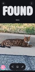 Found/Stray Unknown Cat last seen Oakridge Drive, Tambos Trail, Edmond, OK 73034