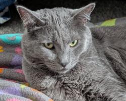 Lost Male Cat last seen Silver Lake Elementary, Eagle Mountain, UT 84005