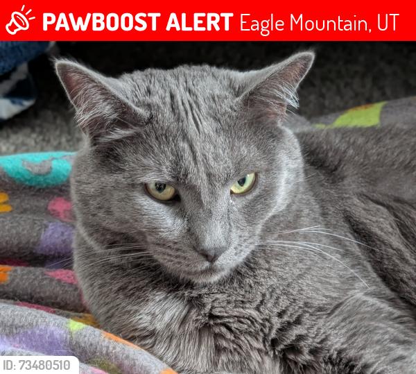 Lost Male Cat last seen Silver Lake Elementary, Eagle Mountain, UT 84005