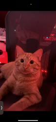 Lost Male Cat last seen Capstone road bridge water, Midlothian, TX 76065