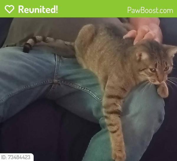 Reunited Female Cat last seen grand and overhill, Springfield, MO 65802