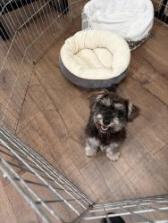 Found/Stray Female Dog last seen Bal Harbor Ln, Hayward, CA 94545