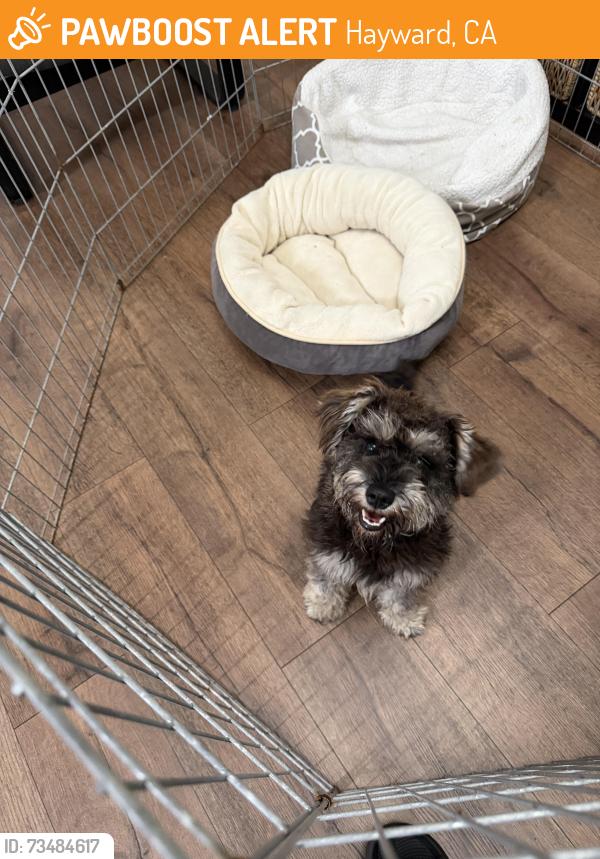 Found/Stray Female Dog last seen Bal Harbor Ln, Hayward, CA 94545