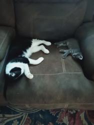 Lost Male Cat last seen Iowa Ave, Council Bluffs, IA 51503