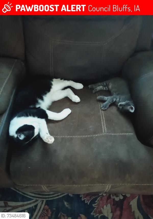Lost Male Cat last seen Iowa Ave, Council Bluffs, IA 51503