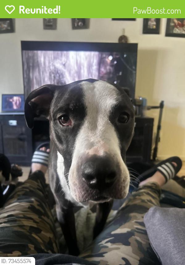 Reunited Female Dog last seen Cropley and capital, San Jose, CA 95132