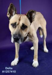 Shelter Stray Male Dog last seen Near BLOCK WOOD LN, BAKERSFIELD CA 93309, 3951 Fruitvale Ave, Bakersfield, CA 93308, USA