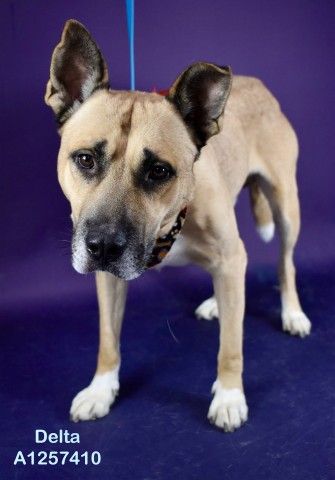 Shelter Stray Male Dog last seen Near BLOCK WOOD LN, BAKERSFIELD CA 93309, 3951 Fruitvale Ave, Bakersfield, CA 93308, USA