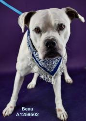 Shelter Stray Male Dog last seen Near BEARDSLEY AVE, BAKERSFIELD CA 93308, 3951 Fruitvale Ave, Bakersfield, CA 93308, USA