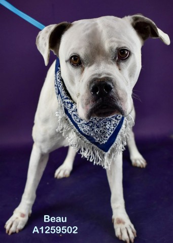 Shelter Stray Male Dog last seen Near BEARDSLEY AVE, BAKERSFIELD CA 93308, 3951 Fruitvale Ave, Bakersfield, CA 93308, USA