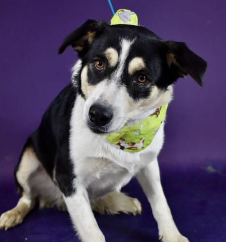 Shelter Stray Male Dog last seen Near BLOCK WOOLLOMES AVE, DELANO CA 93215, 3951 Fruitvale Ave, Bakersfield, CA 93308, USA