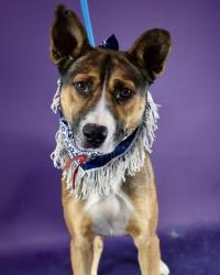 Shelter Stray Male Dog last seen Near BLOCK DONEY ST, BAKERSFIELD CA 93307, 3951 Fruitvale Ave, Bakersfield, CA 93308, USA